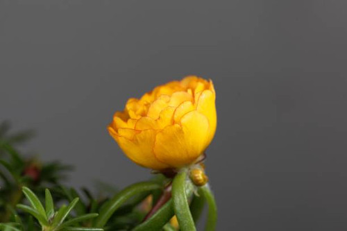 Blossom of a yellow moss rose, Portulaca grandiflora..jpg