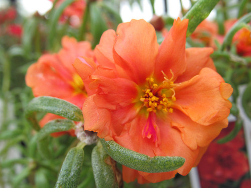 16 D101 04 jpg.jpg