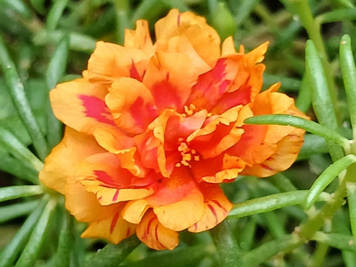 14 il fullxfull 6599071701 s7cp jpg.jpg