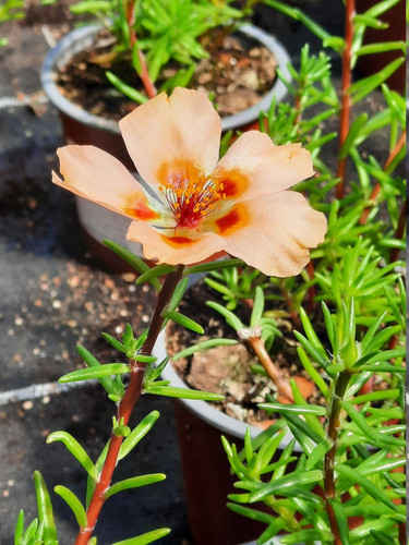 16 Portulaca grandiflora Portulakroeschen Mix 2 2 jpg.jpg