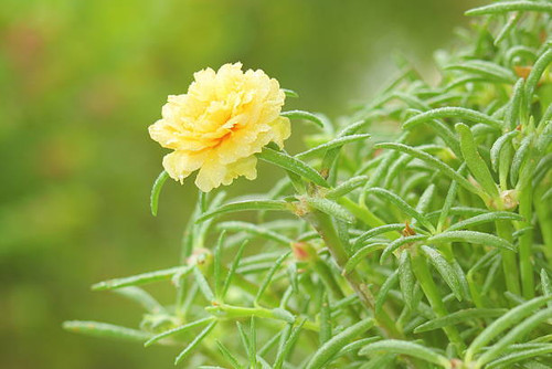 yellow portulaca flower in the garden.jpg