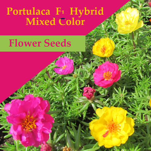 20 Portulaca F1 jpg.jpg