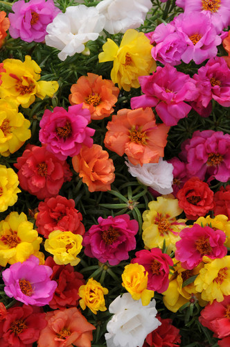 19 Portulaca Happy Hour Mixed Garden Ready 0010201 06477 1623342788 jpg.jpg