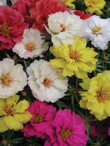 22 margarita mix portulaca portulaca grandiflora millette photomedia 15896 jpg.jpg