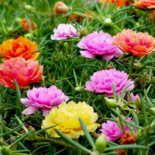 22 Portulaca Mixed Color Hybrid Flower SDL899638956 1 70ae1 jpg.jpg