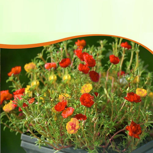 25 mossrosetropical5 jpg.jpg