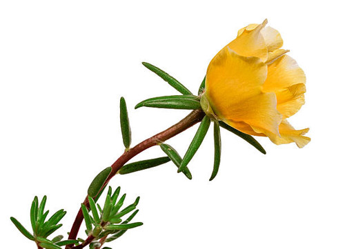 flower portulaca isolated on white background.jpg
