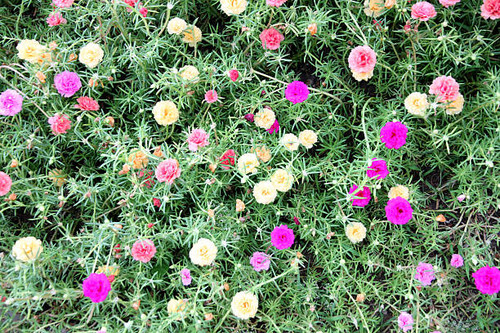 Colorful flowers on a background of green grass in the garden..jpg