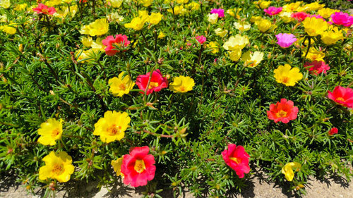 moss roses in blossom close up.jpg
