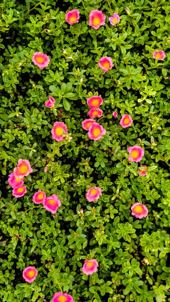 Beautiful garden..jpg