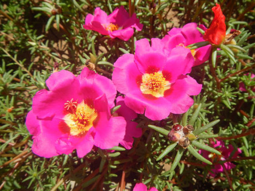 Colorful flowers on a nice sunny day.jpg