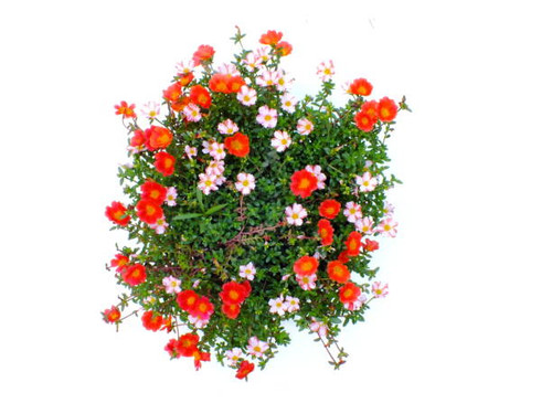 colorful flower bush isolated white background.jpg