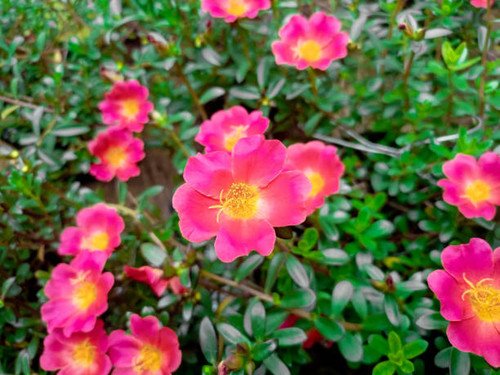 Colorful flowers of hogweed or Portulaca also known as moss rose..jpg
