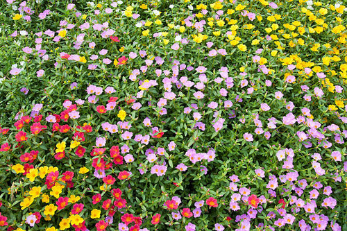 Colorful flower bed.jpg
