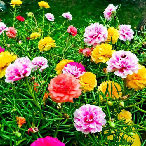 31 nurserylive seeds portulaca f1 hybrid mixed color flower seeds 16969110913164 512x512 jpg.jpg