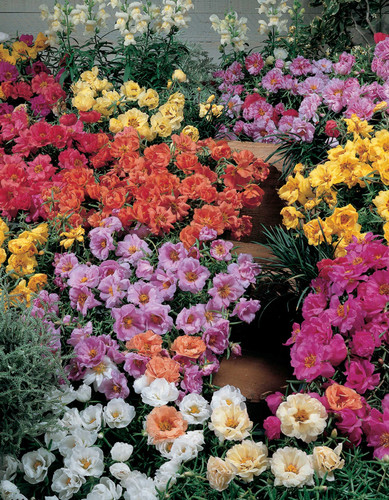 28 a452 1 scaled jpg.jpg