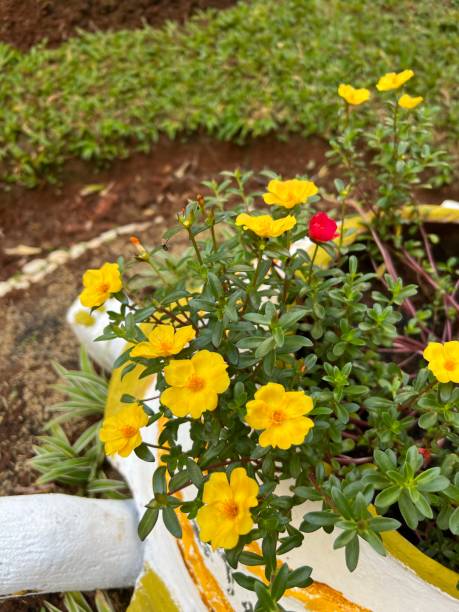 Portulaca oleracea (common purslane, also known as little hogweed, or pursley) is an annual succulen.jpg