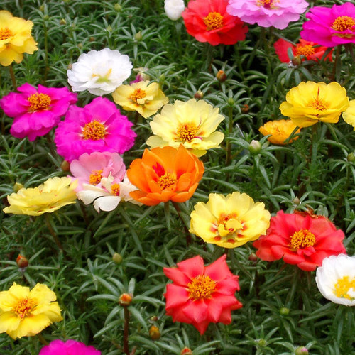 32 Portulaca grande jpg.jpg