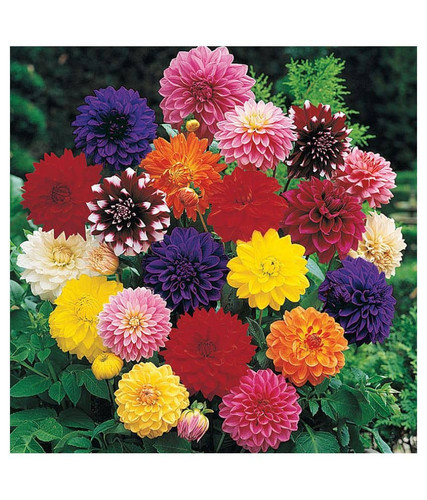 29 Dahlia pachyderms Winter Flower Seeds SDL567792241 1 461c8.jpg
