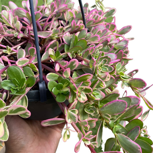 31 Untitleddesign 2023 05 03 T163847 339 jpg.jpg