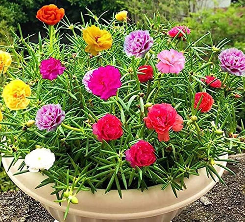 27 portulaca single mix flower seeds jpg.jpg