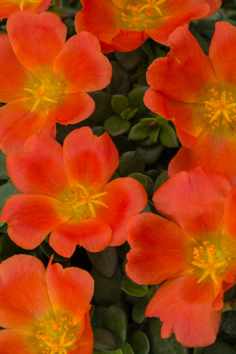 18 Portulaca Color Blast Tangerine 001 480x720 jpg.jpg
