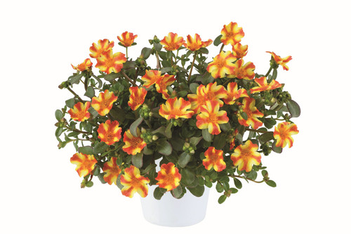 22 Portulaca Pazzaz Nano Orange Twist 468432 2 scaled jpg.jpg