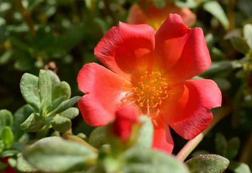20 portulaca umbraticola 09 jpg.jpg