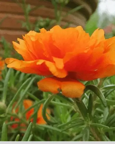 22 portulaca 9 o clock orange plant png.webp