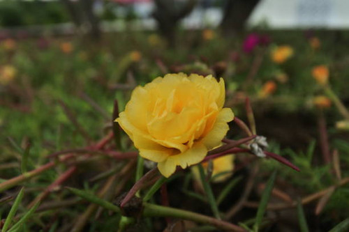 A yellow blooming roses in the garden. Beautiful yellow rose bush growing on flower bed at sunny sum.jpg