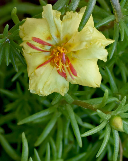This variety of Portulaca Grandiflora is producing nice light yellow flowers. The leaves are equally.jpg