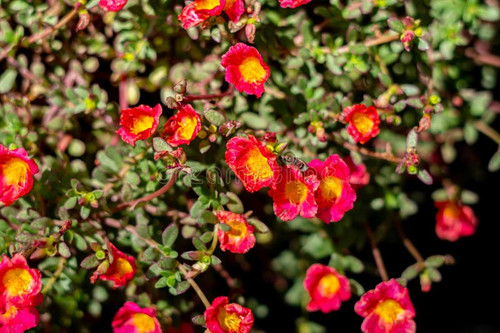 23 portulaca oleracea l portulaca oleracea l moss rose japanese rose little hogweed flowers orange f.jpg