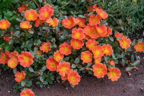 19 14191286 Portulakroeschen Portulaca grandiflora rot bluehend im Beet jpg.jpg