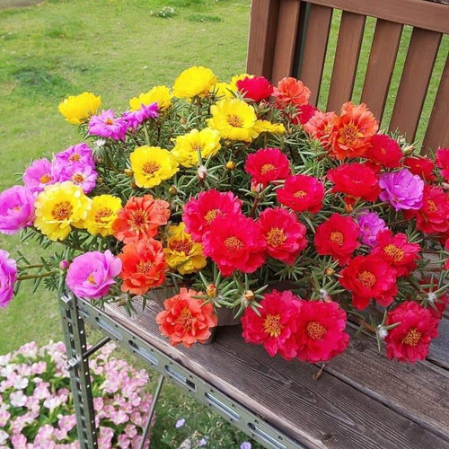 02 61oh H7 G5d NL jpg.jpg