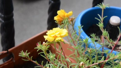 Flower in Rain (Video).jpg