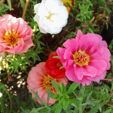 03 Portulaca Grandiflora Double Mix 3000424 59674 1705066653 386 513 jpg.jpg