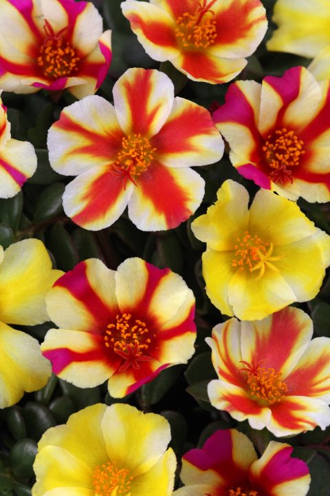 01 Portulaca Color Blast Swizzle Mix 001 480x720 jpg.jpg