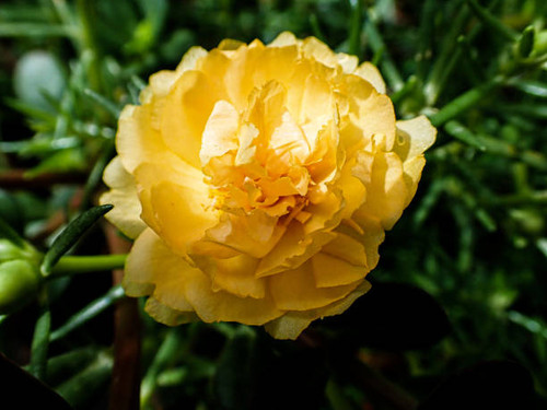 Flower Portulaca oleracea in the garden. colorful flower. Beautiful  flower Portulaca oleraceae..jpg