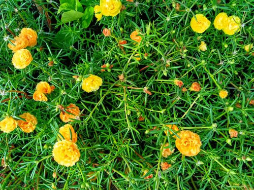 Flowers blooming in the garden.jpg
