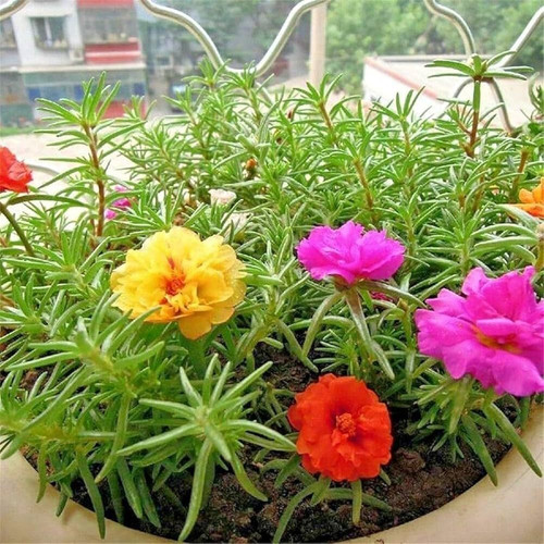 34 16 portulaca flower seeds ibains original imah2zgpxfqpyhy7.jpg