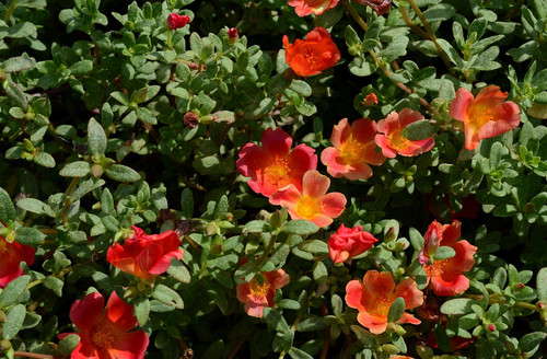 25 portulaca umbraticola 08 jpg.jpg