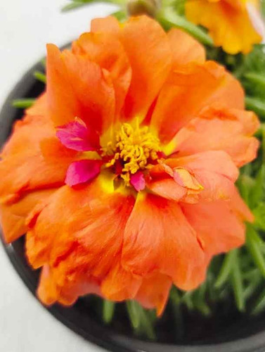 26 3 Portulaca Orange Portulacagrandiflora2 jpg.jpg