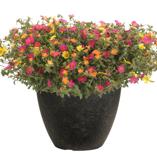 10 maverickmojave 249 belmont pepper ct 2015 1 jpg.jpg