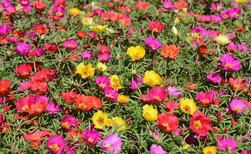 Colorful flowerbed of hogweed or Portulaca also known as moss roses..jpg