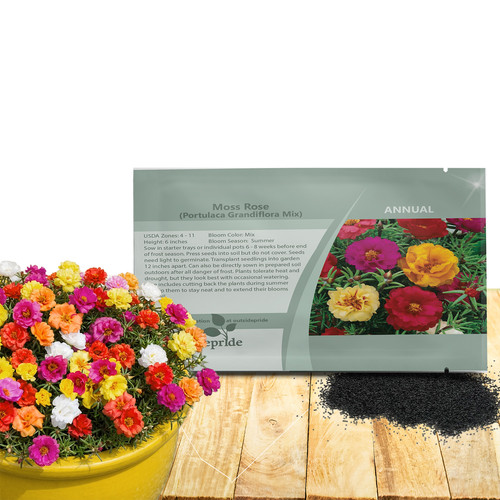 09 18284 mossrosemix jpg.jpg