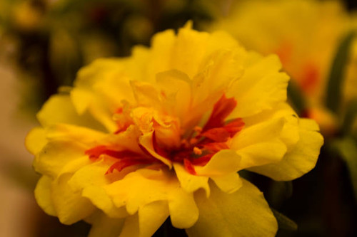 Closeup shot of a yellow flower.jpg