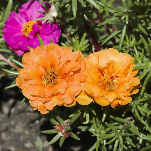 10 portulakroeschen aufmacher 00900987 florapress jpg.jpg