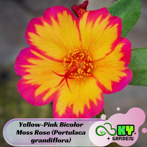 il 1588xN.6487491642 j0cn.jpg