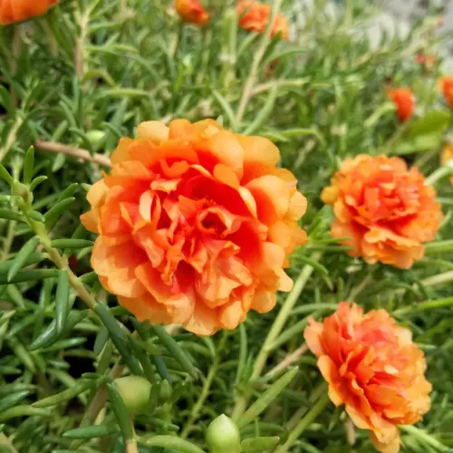 s l1600.webp