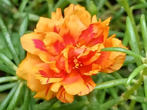 s l1600.webp